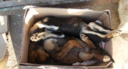 отруєні собаки в Трускавці